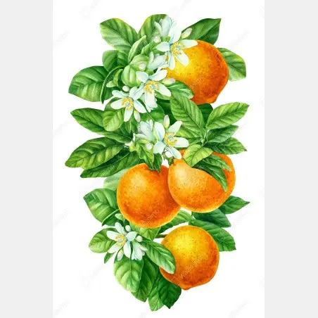 Poster zitrusblüten und reife orangen – Pixers®